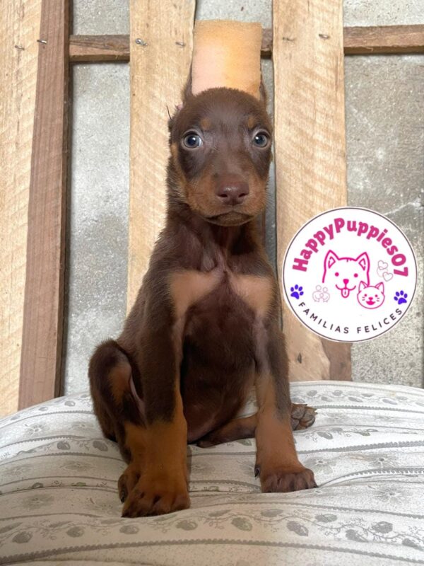 Doberman - Image 3