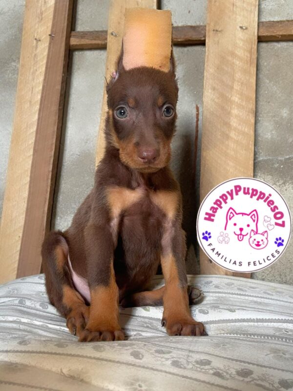 Doberman
