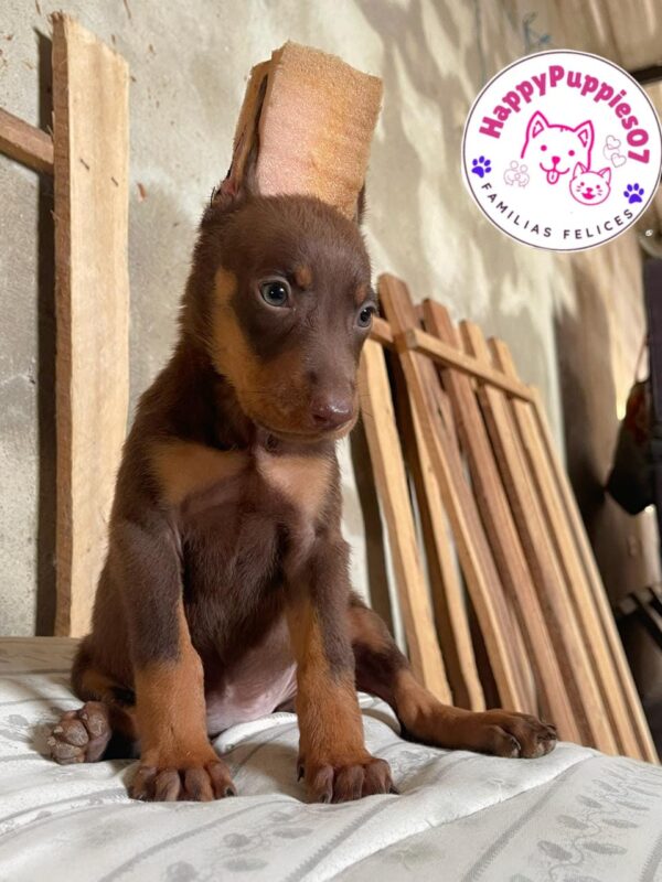 Doberman - Image 2