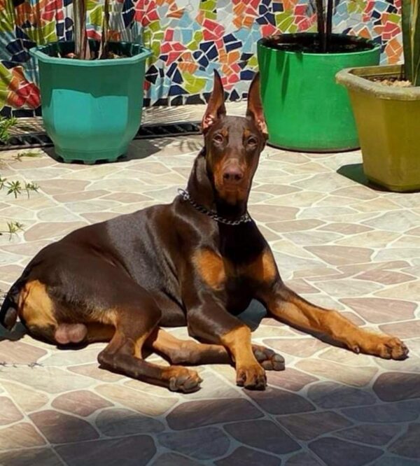 Doberman - Image 4