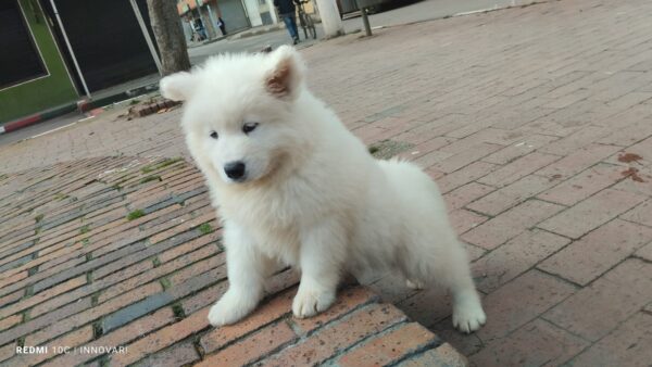 Samoyedo - Image 6