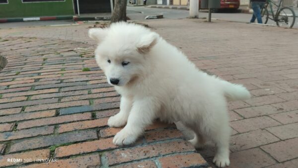 Samoyedo - Image 5