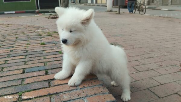Samoyedo - Image 4