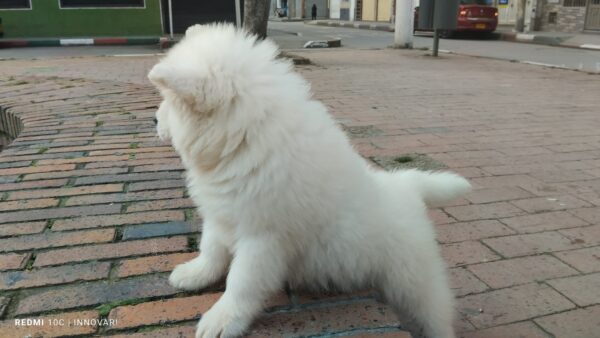 Samoyedo - Image 3