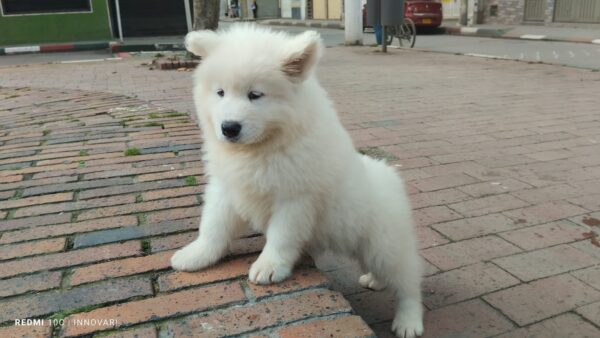 Samoyedo