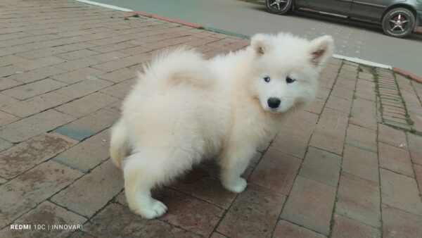 Samoyedo - Image 2