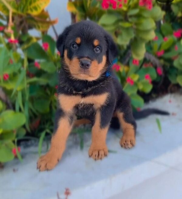 Rottweiler