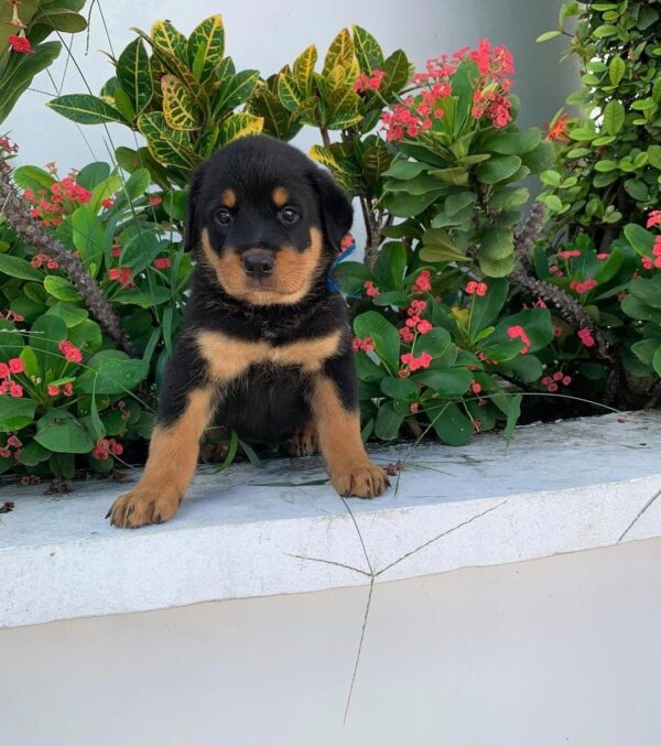 Rottweiler - Image 2