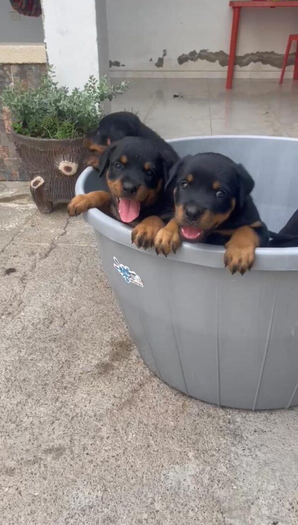 Rottweiler - Image 3