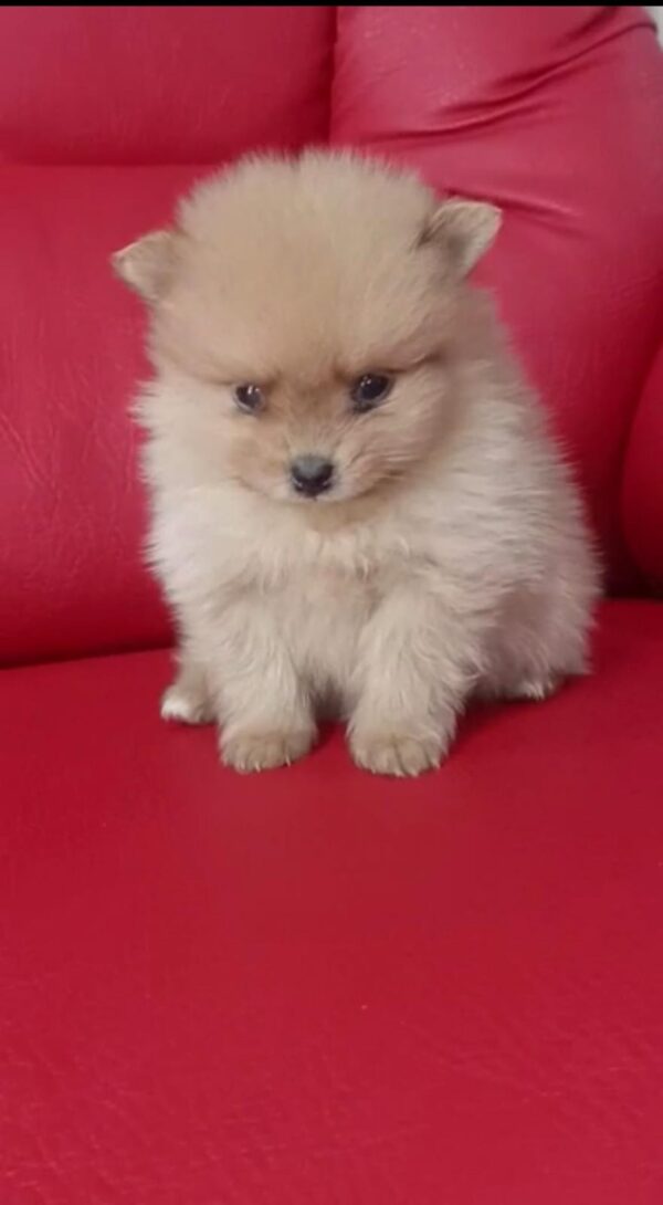 Pomerania cara de oso - Image 6