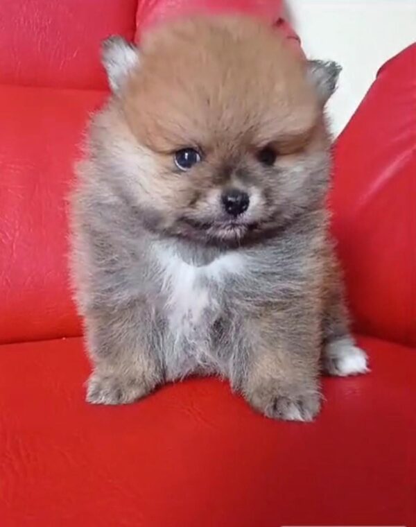 Pomerania cara de oso - Image 4