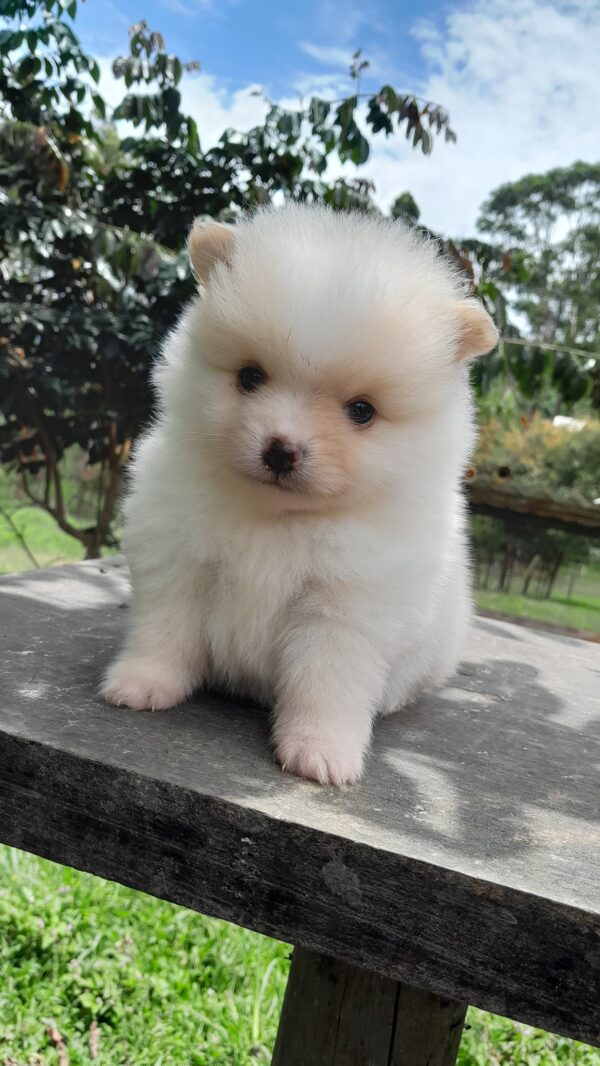 Pomerania cara de oso - Image 5