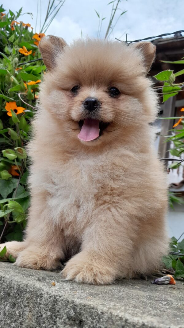 Pomerania cara de oso
