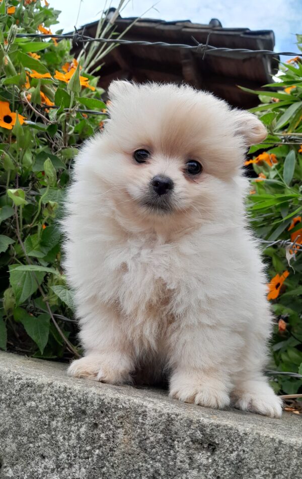 Pomerania cara de oso - Image 3