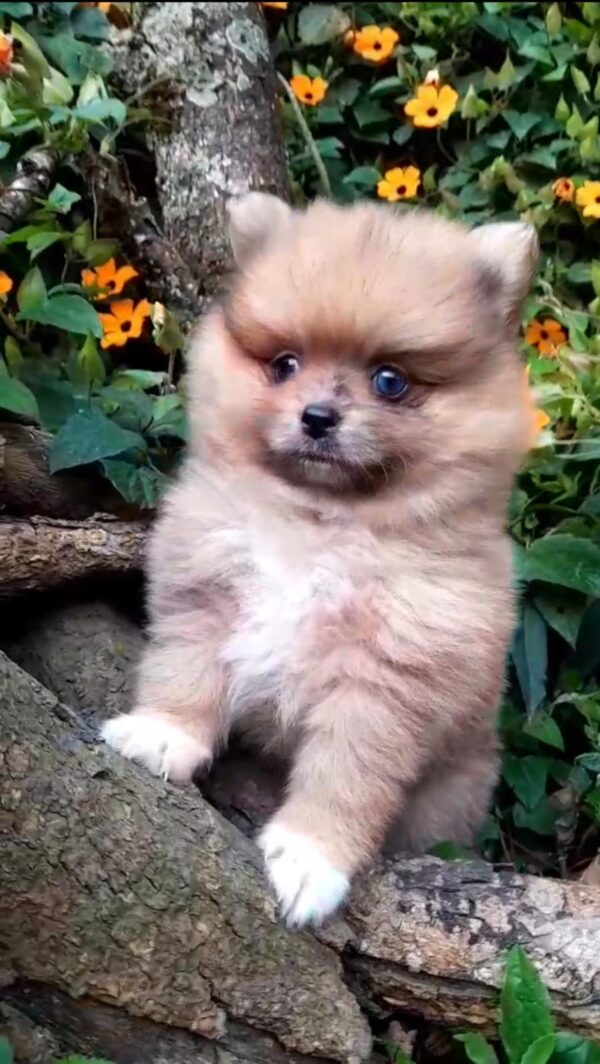 Pomerania cara de oso - Image 2