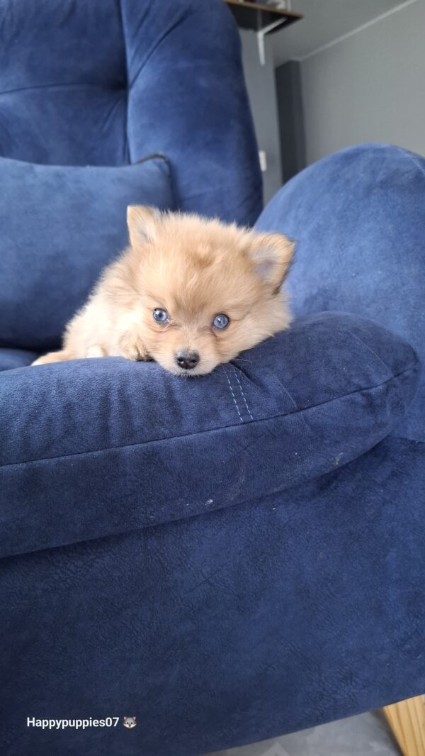 Pomerania lulu cara de Zorro caramelo - Image 2