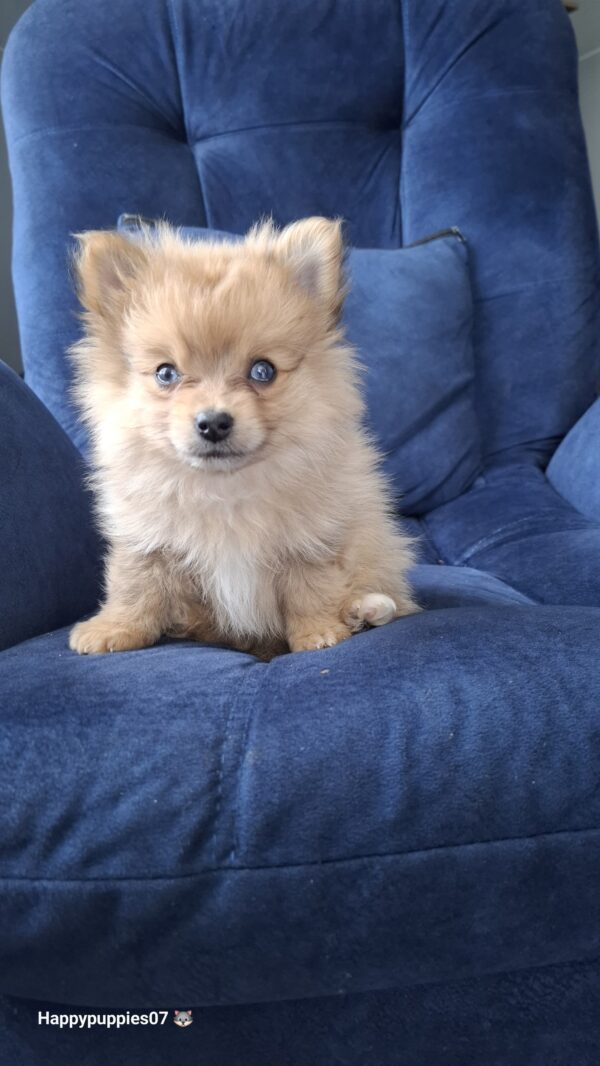Pomerania lulu cara de Zorro caramelo