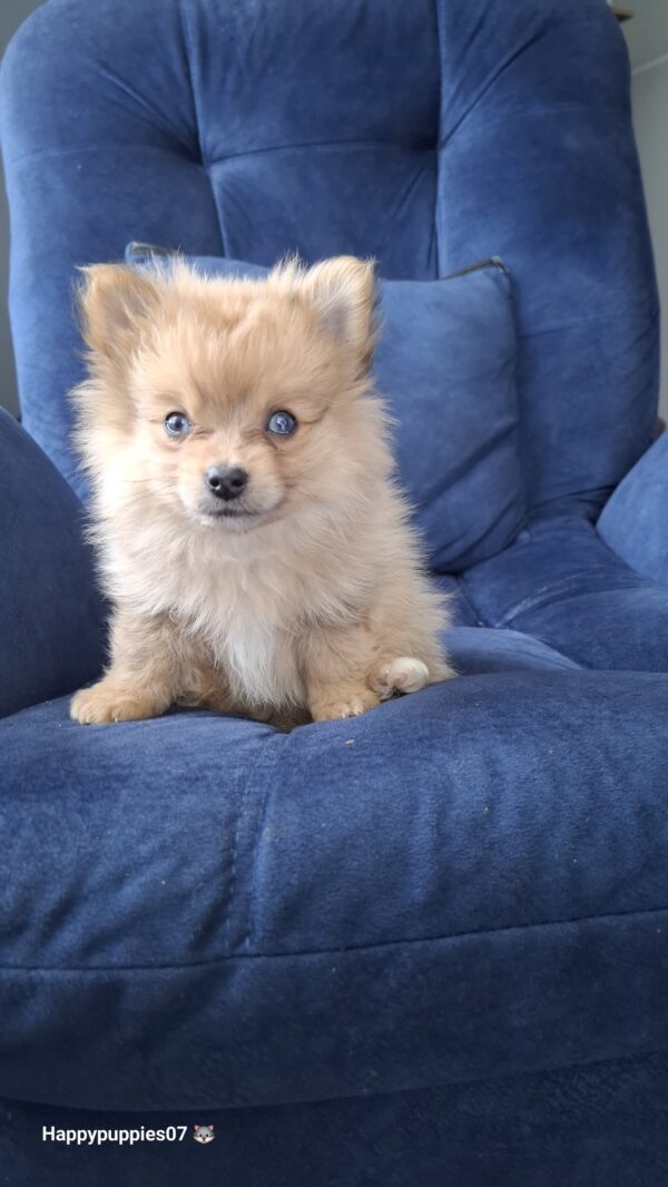 Pomerania lulu cara de Zorro caramelo - Image 3