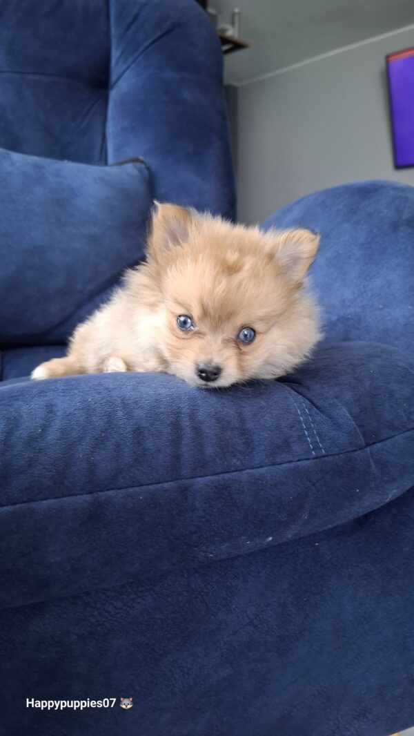 Pomerania lulu cara de Zorro caramelo - Image 4