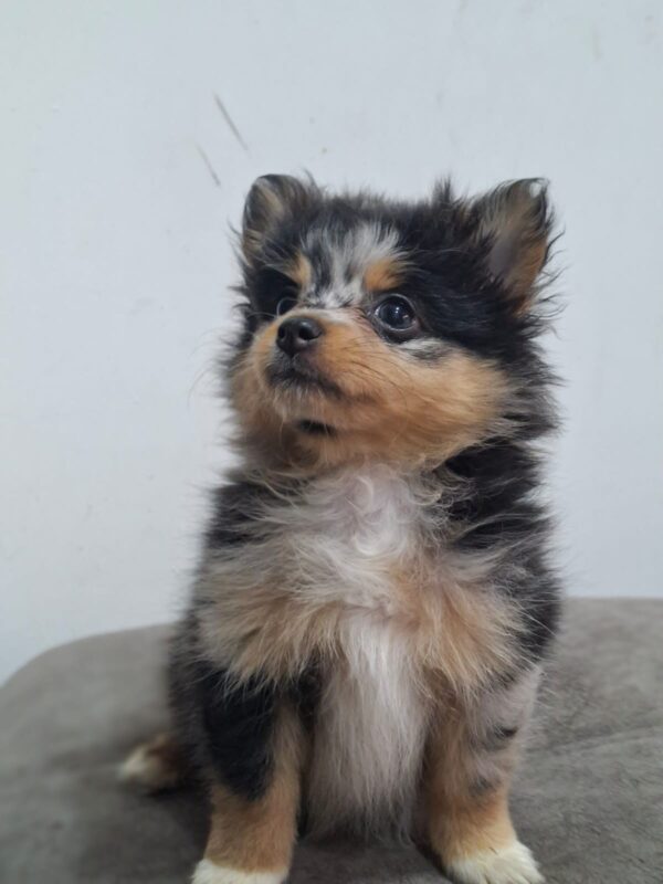 Pomerania cara de Zorro  Choco merle