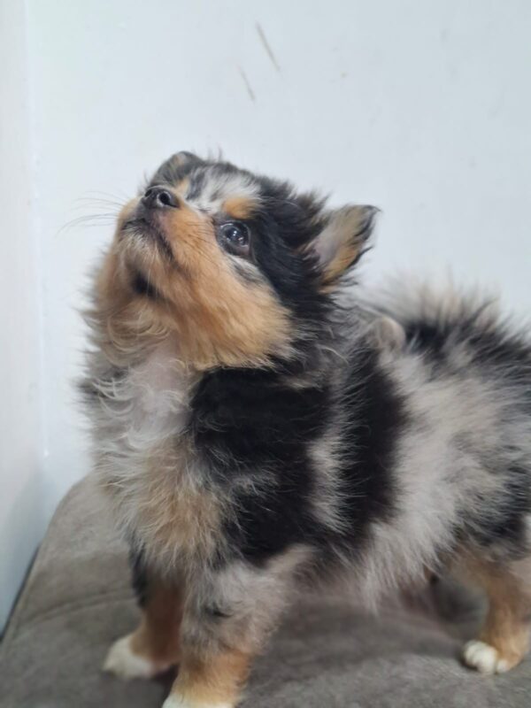 Pomerania cara de Zorro  Choco merle - Image 2