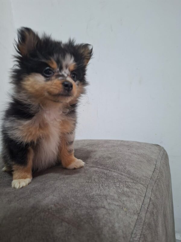 Pomerania cara de Zorro  Choco merle - Image 3
