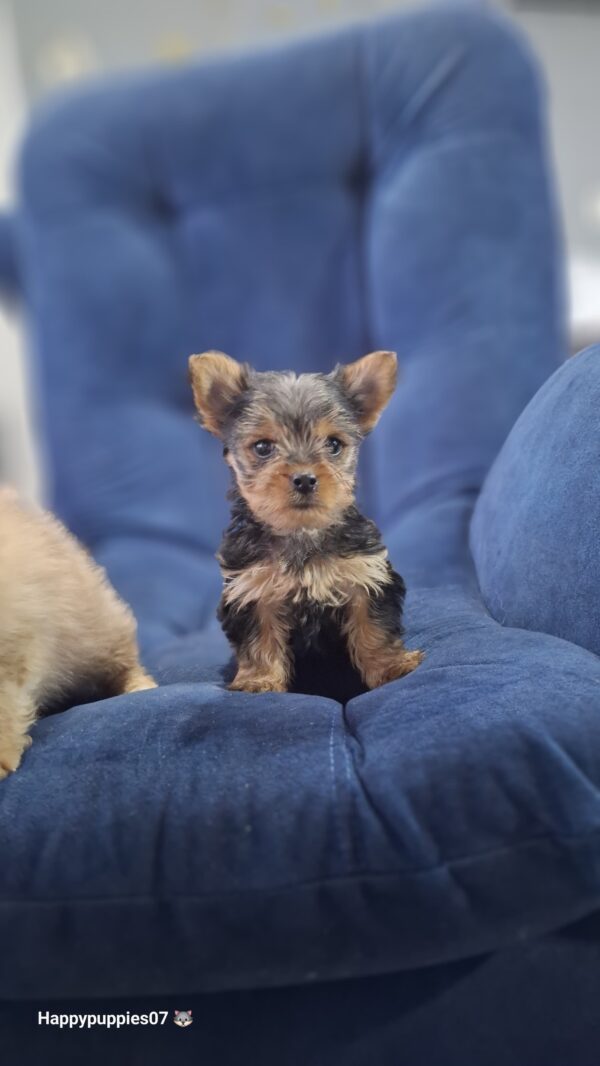 Yorkyshire Terrier Mini