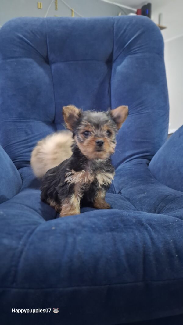 Yorkyshire Terrier Mini - Image 2