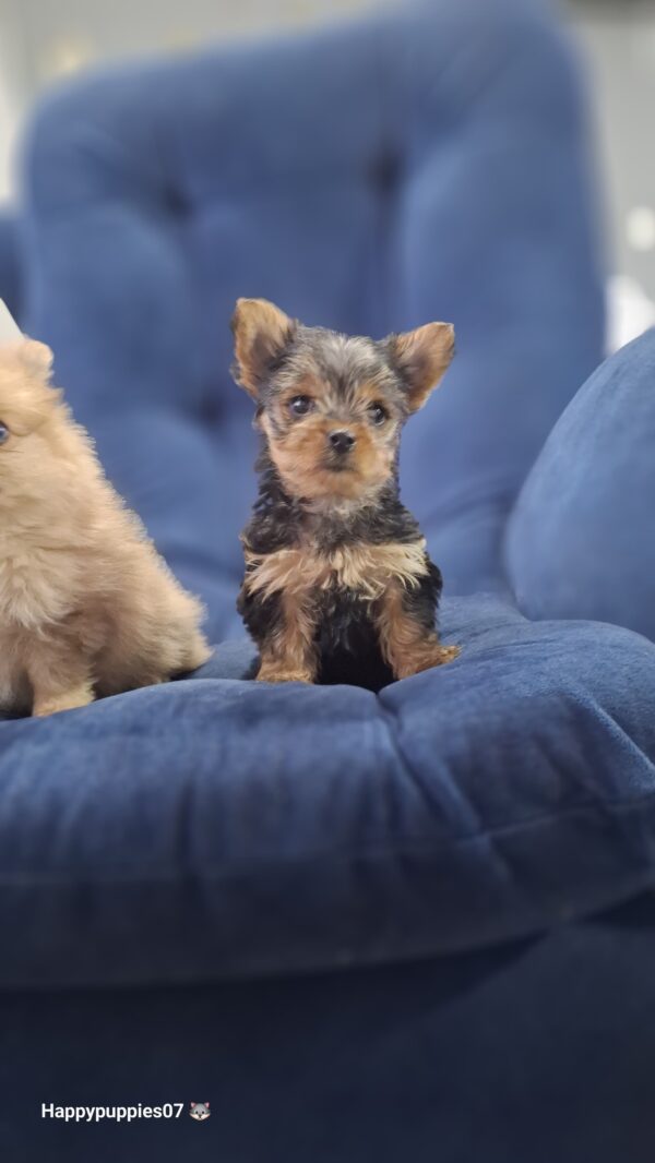Yorkyshire Terrier Mini - Image 3