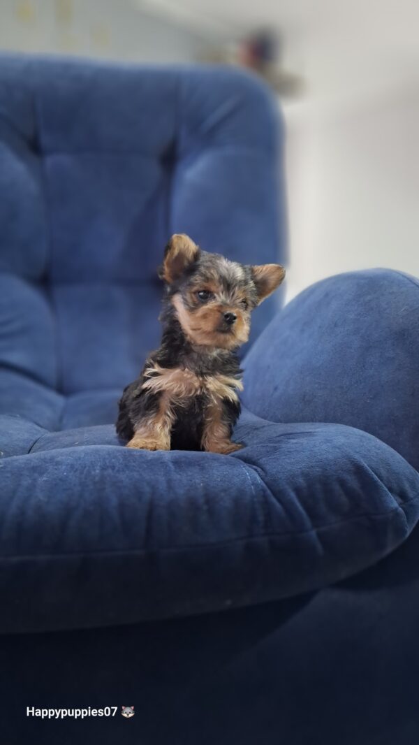 Yorkyshire Terrier Mini - Image 4