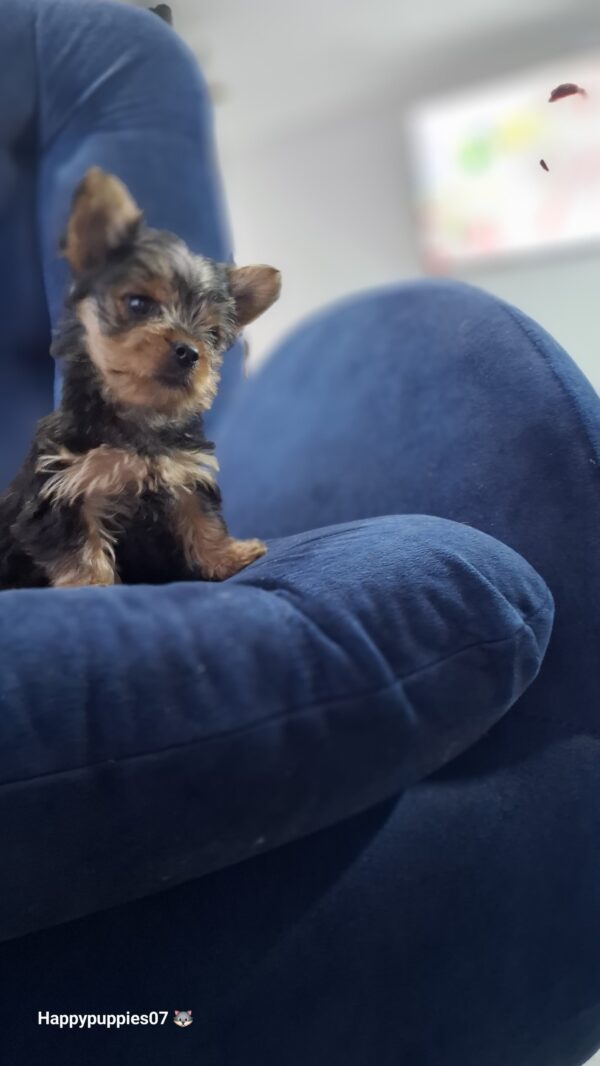 Yorkyshire Terrier Mini - Image 6