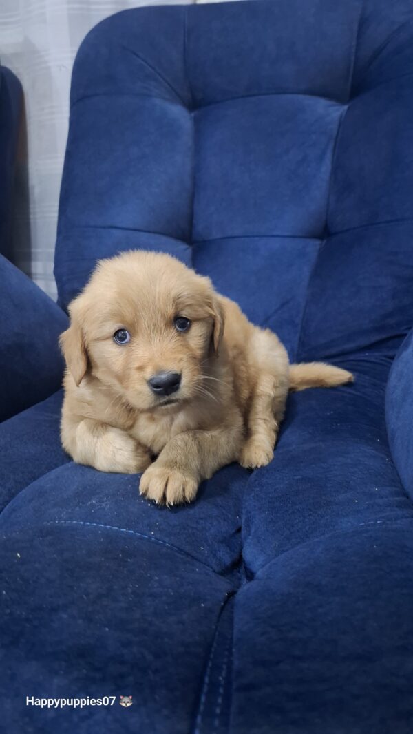 Golden retriever