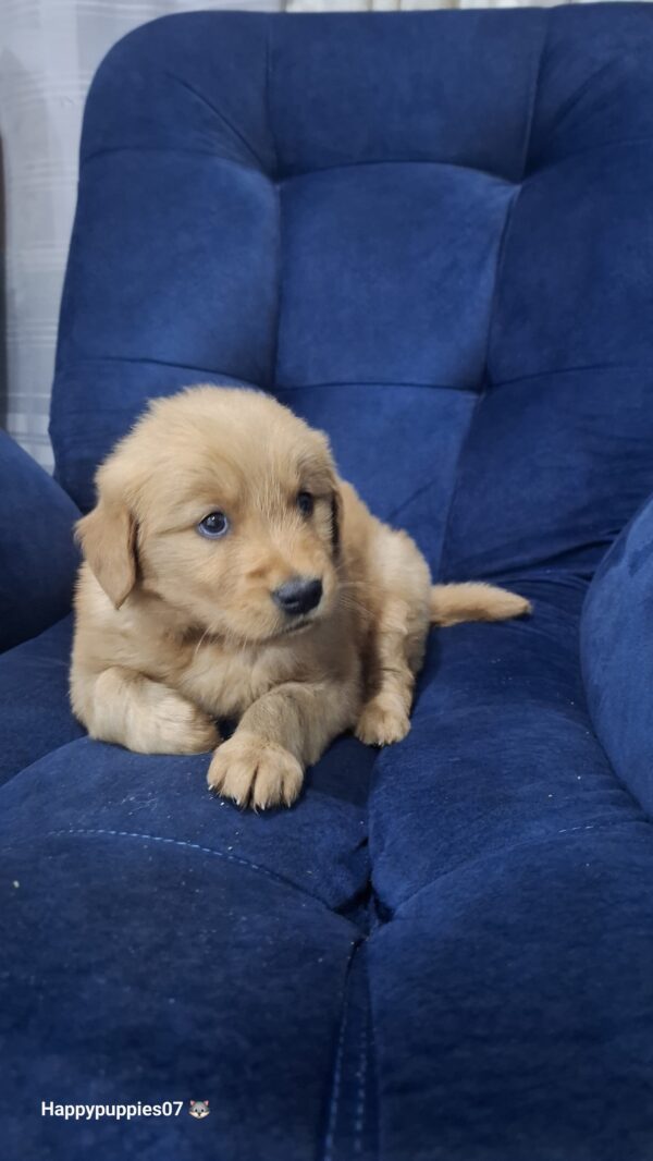 Golden retriever - Image 2