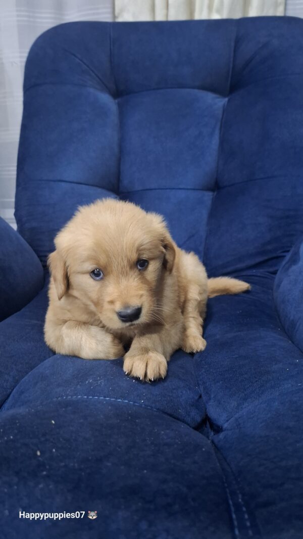 Golden retriever - Image 3