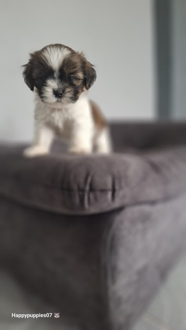 Shihtzu mini - Image 2