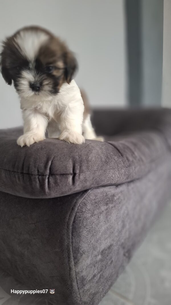 Shihtzu mini - Image 3