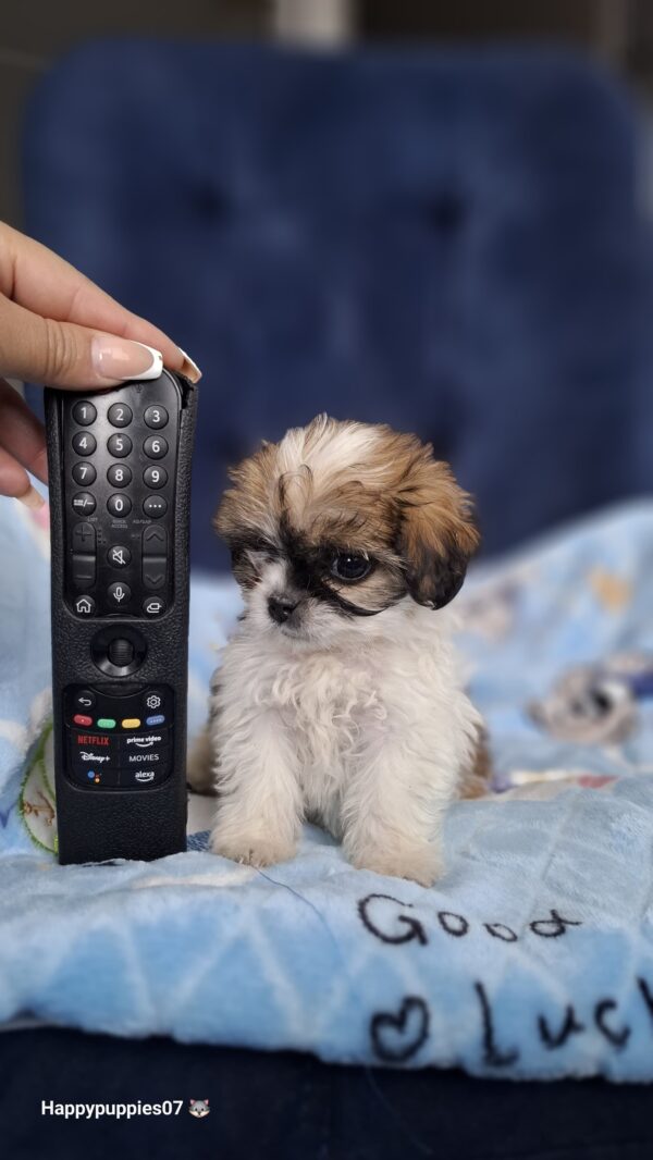 Shihtzu mini - Image 5