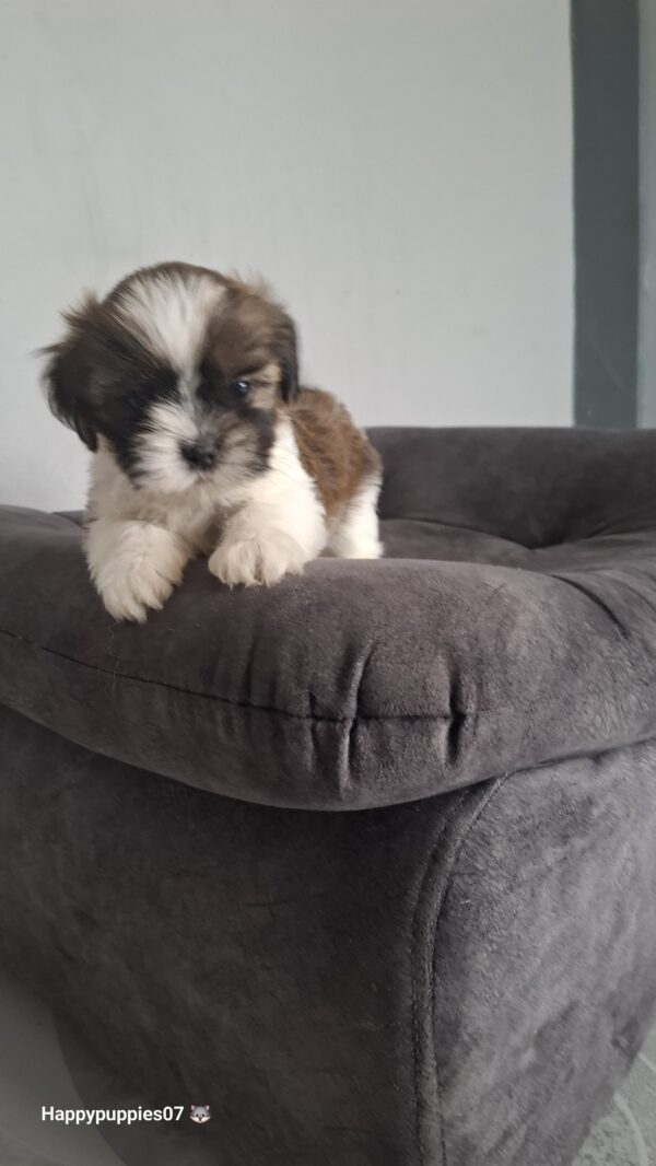 Shihtzu mini - Image 4