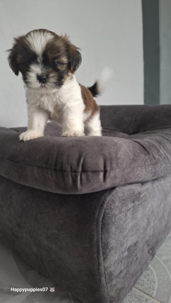 Shihtzu mini