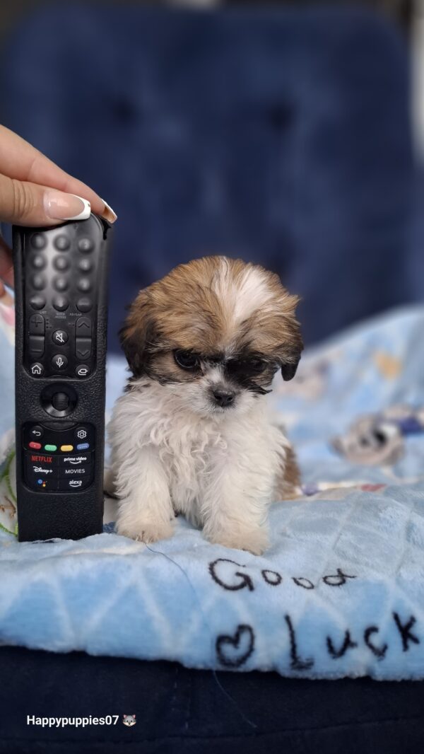 Shihtzu mini - Image 6