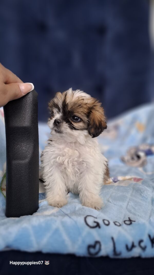 Shihtzu mini - Image 8