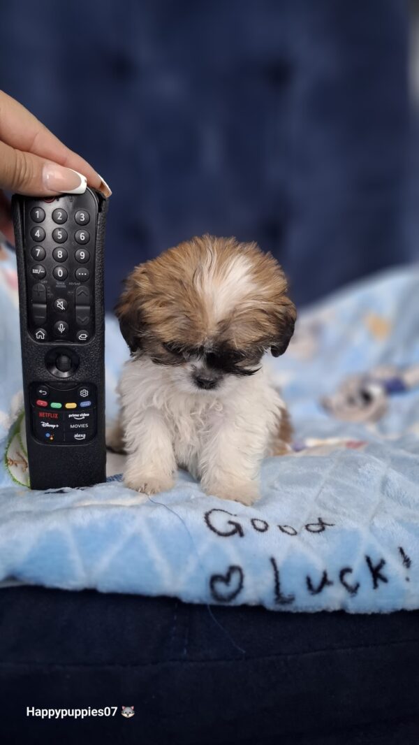 Shihtzu mini - Image 7