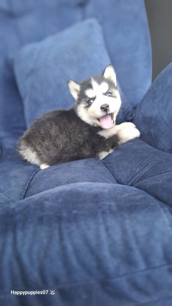 Husky Siberiano - Image 2