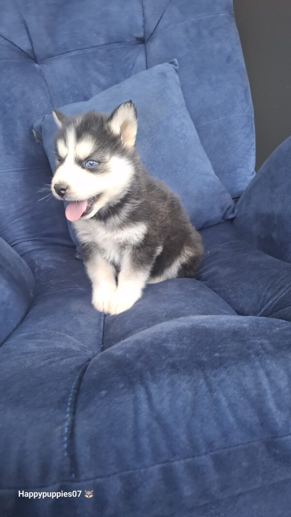 Husky Siberiano - Image 3