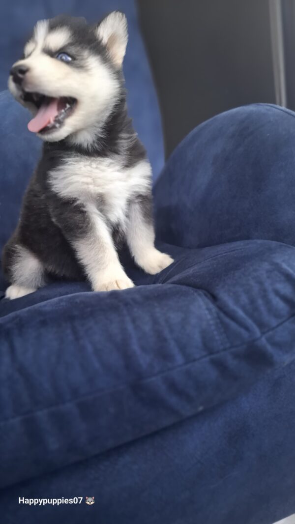 Husky Siberiano