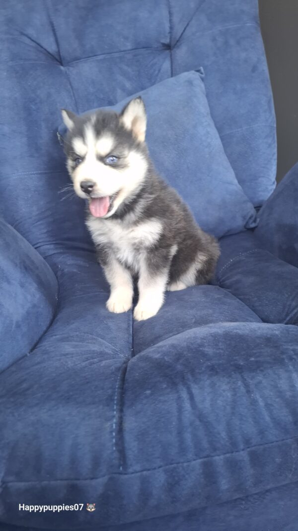 Husky Siberiano - Image 4