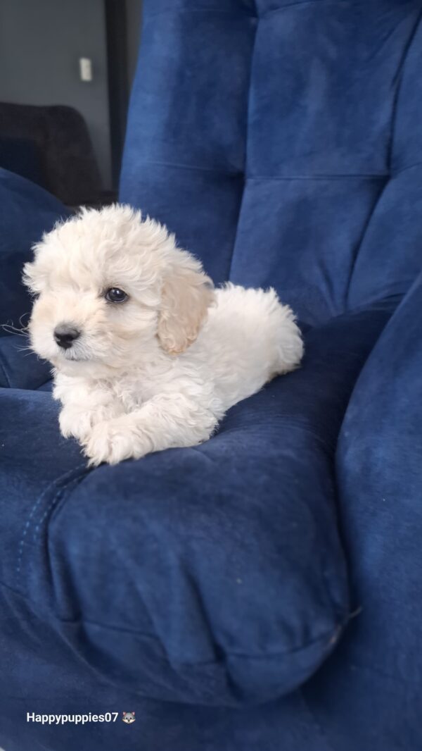 French poodle - Image 5