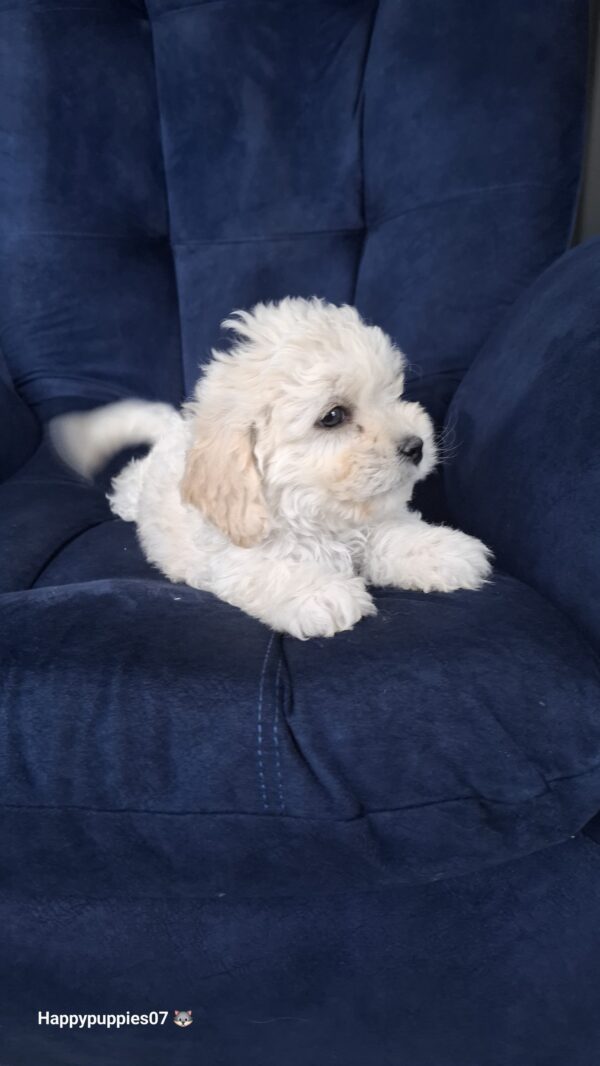 French poodle - Image 6
