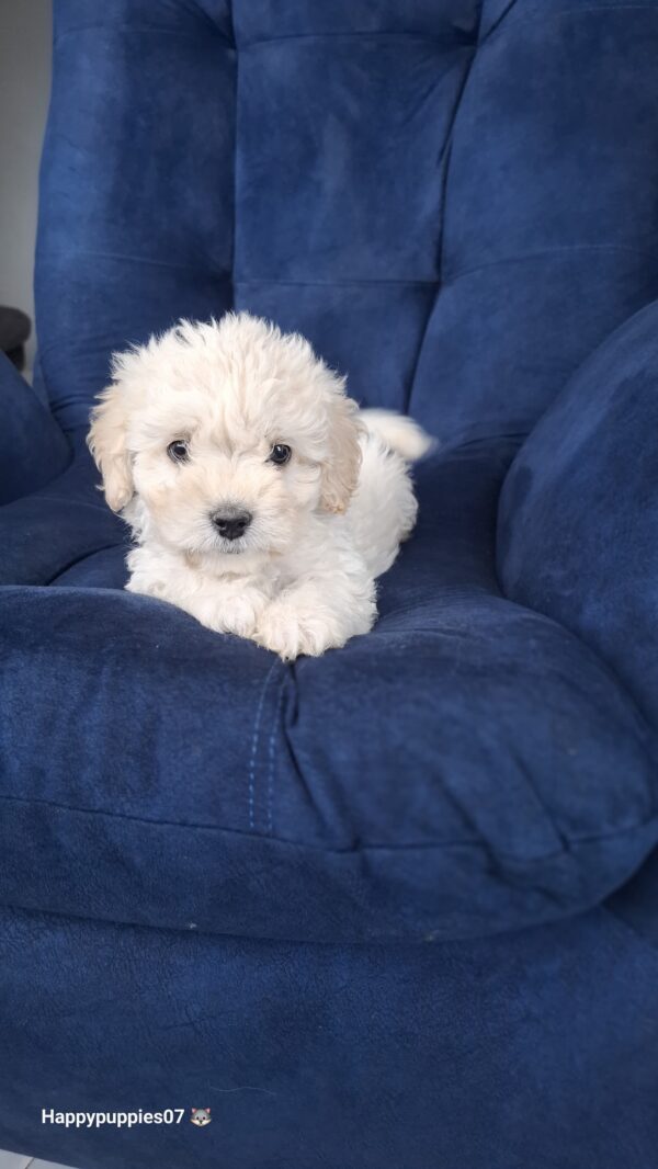 French poodle - Image 2