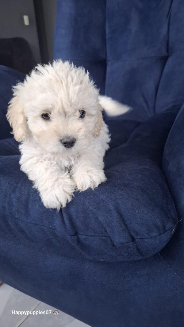 French poodle - Image 3